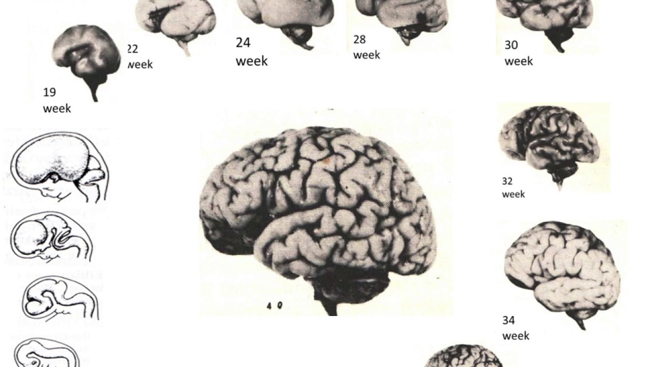 Brain Development in the First 1,000 Days: