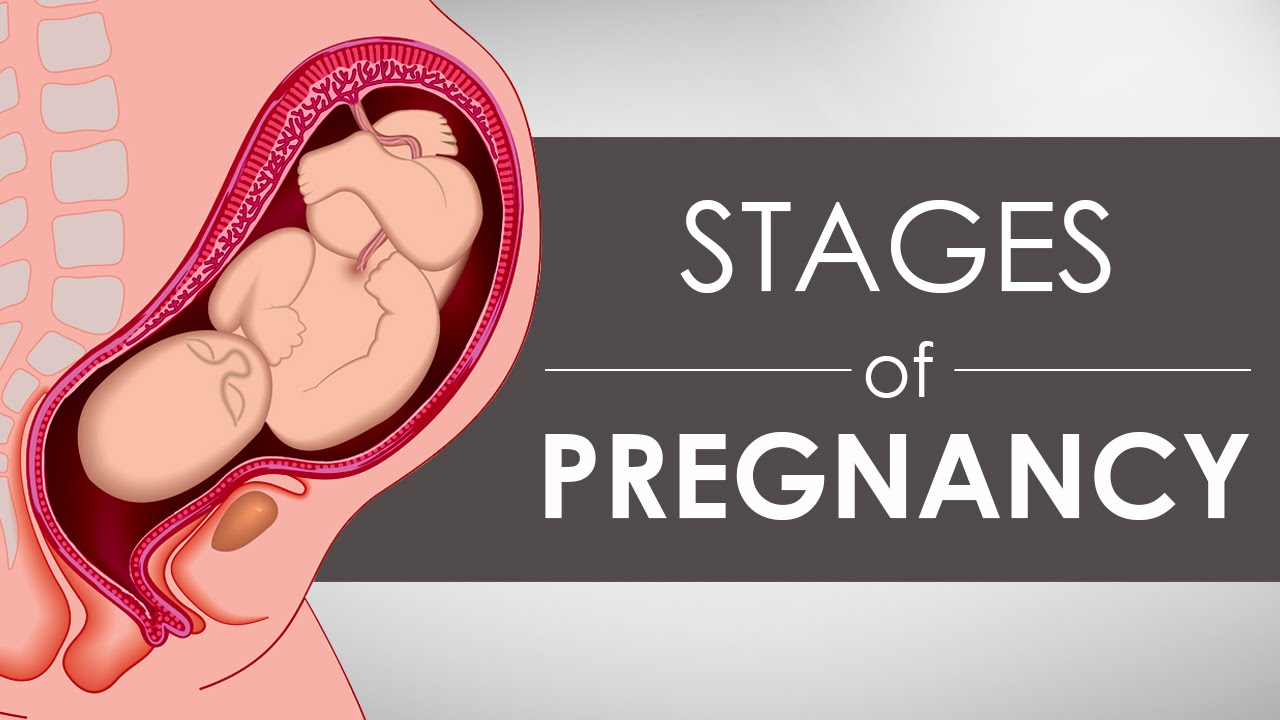 The PMOS Early Pregnancy Guide